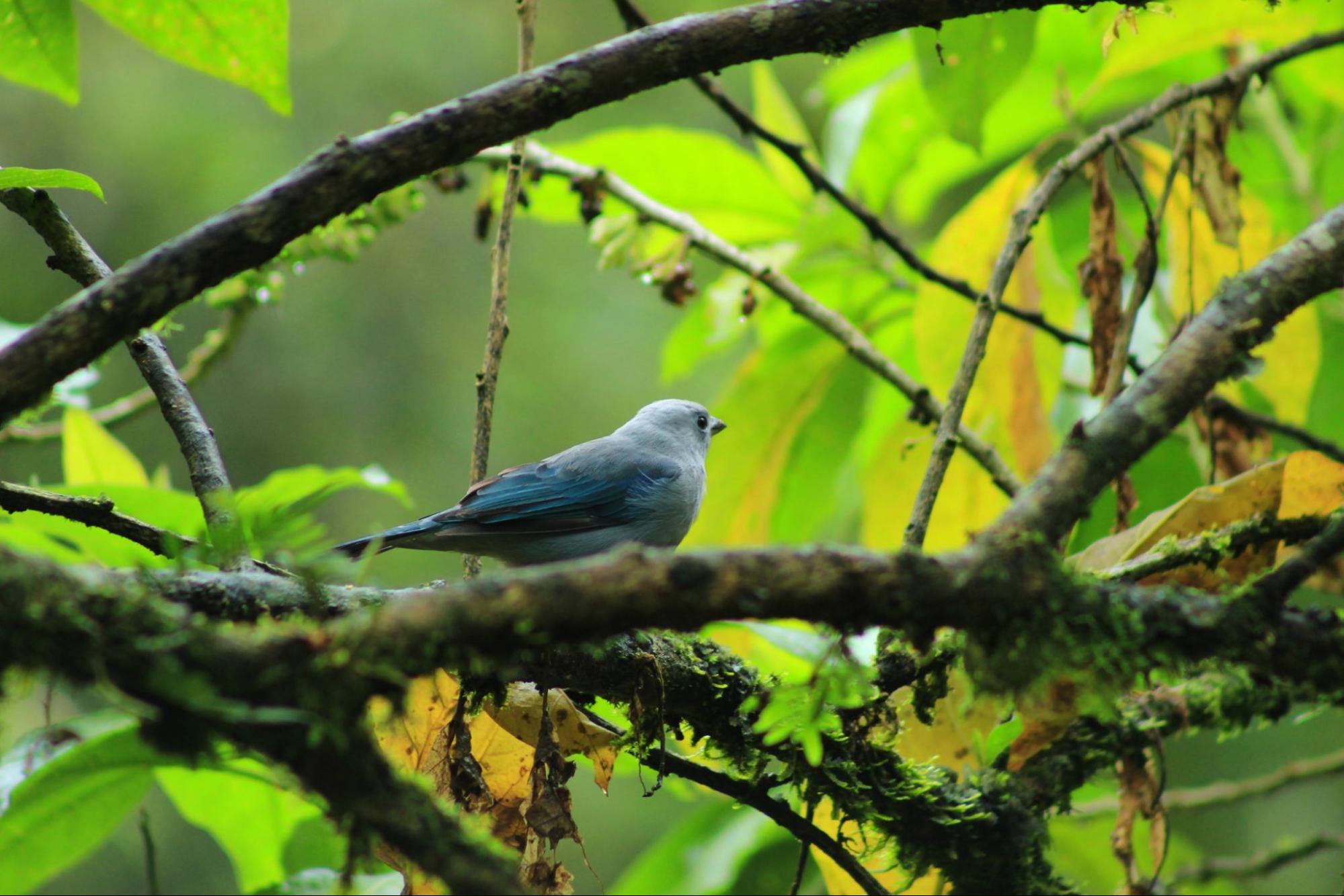 A Blue Gray Tanager on the branch of a tree in the cloud forest in Mindo, Ecuador